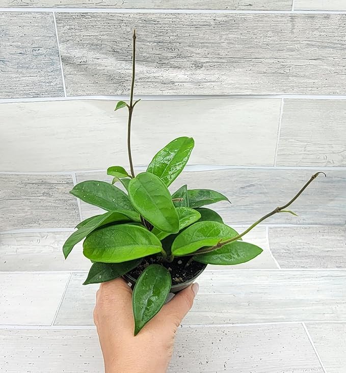 Hoya Carnosa Live in 4 inch Nursery Plant Pot Live Rare Exotic Tropical Indoor House Plants Easy to Grow Housewarming Gift Decoration Gift for Home or Office by 3exoticgreen