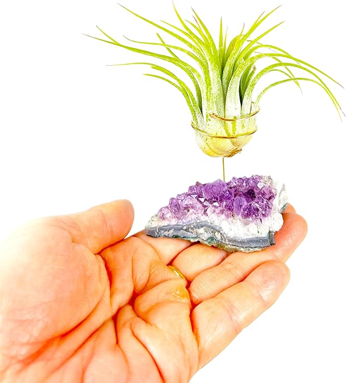 Set of 3 Mini Amethyst Crystal Air Plant Holders – Includes Healthy Tillandsia, Ready-to-Gift Home Décor for Women, Birthdays and Housewarming