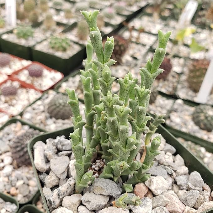 Ruschia perfoliata Cacti Cactus Succulent Real Live Plant
