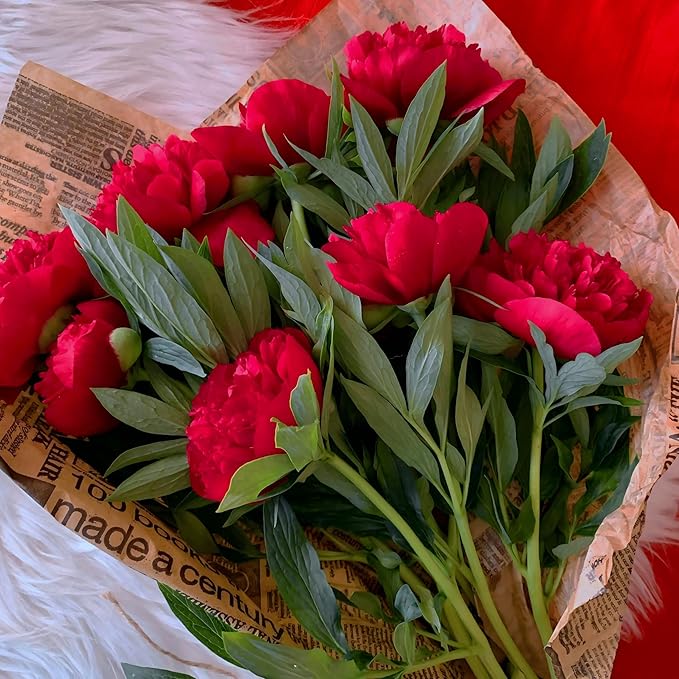 CarpetC 200+ Mixed Peony Seeds for Planting, Paeonia Hardy Perennial with Large Fragrant Blooms, Non-GMO Heirloom for Garden, Home Containers and Cut Flowers