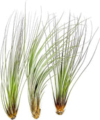 ragnaroc Air Plants Bulk - Tillandsia Juncea Wholesale, Jumbo 8-12" - 30ct - Live Arrival Guaranteed - House Plants for Home Decor & Gift