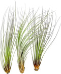 ragnaroc Air Plants - Tillandsia Juncea, Jumbo 8-12" - 3ct - Live Arrival Guaranteed - House Plants for Home Decor & Gift