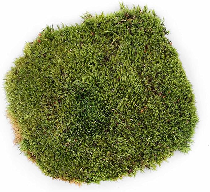 Galápagos (05234) Pillow Moss, Clumps of Real Moss, Natural, 4QT,Green