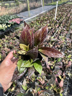 Hoya erythrostemma Hoya Sunrise lacunosa x Hoya Obscura- Rare Hanging Plant with Green & Red Leaves – Tropical Houseplant 4 in Pot