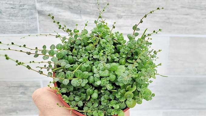 String of Turtles Peperomia Prostrata Plants Live Houseplants, Rare Indoor Plants, Fully Rooted Live Indoor Plants in 4-Inch Pot by 3exoticgreen