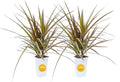 Costa Farms Dracaena Indoor/Outdoor Live Plant in Grower Pot, Easy‑Care Tropical Green Foliage Houseplant for Patio, Porch, Balcony, Deck & Home Décor, 16–24 Inches Tall, Pack of 2