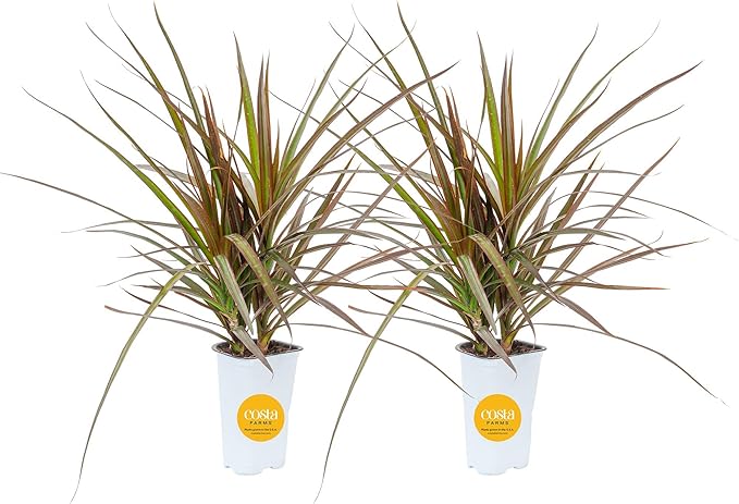 Costa Farms Dracaena Indoor/Outdoor Live Plant in Grower Pot, Easy‑Care Tropical Green Foliage Houseplant for Patio, Porch, Balcony, Deck & Home Décor, 16–24 Inches Tall, Pack of 2
