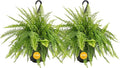 Costa Farms Ferns (2 Pack), Live Premium Boston Fern Plants in Hanging Basket Planters, Houseplants Potted in Soil Potting Mix, Outdoor Garden Gift, Beautiful Home Patio Décor, 16-Inches Tall