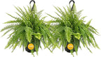 Costa Farms Ferns (2 Pack), Live Premium Boston Fern Plants in Hanging Basket Planters, Houseplants Potted in Soil Potting Mix, Outdoor Garden Gift, Beautiful Home Patio Décor, 16-Inches Tall