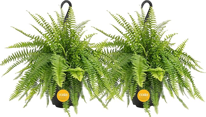 Costa Farms Ferns (2 Pack), Live Premium Boston Fern Plants in Hanging Basket Planters, Houseplants Potted in Soil Potting Mix, Outdoor Garden Gift, Beautiful Home Patio Décor, 16-Inches Tall