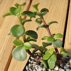 2 Inch Portulacaria Afra Decumbent Cacti Cactus Succulent Real Live Plant