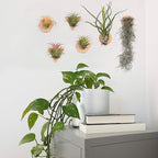 MITIME Air Plants Holders-Real Wood Live Air Plant Holders.Rustic Air Plant Stand,Wall-mounted to save space.(Plants not included)(Mix Set of 6)