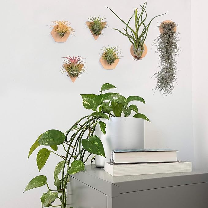 MITIME Air Plants Holders-Real Wood Live Air Plant Holders.Rustic Air Plant Stand,Wall-mounted to save space.(Plants not included)(Mix Set of 6)