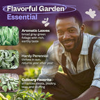 SVI 350 Broadleaf Sage Seeds (Salvia officinalis) - Common Sage, Heirloom Aromatic Herbs - Culinary Herb Seeds for Containers, Home, Kitchen Herb Garden