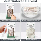 Lions Mane Mushroom Grow Kit - Organic Edible 4 lbs Mushroom Growing Kit, Grow Your Own Lion’s Mane Mushroom at Home, Handmade in USA, Non-GMO, Holiday Gardening Gift