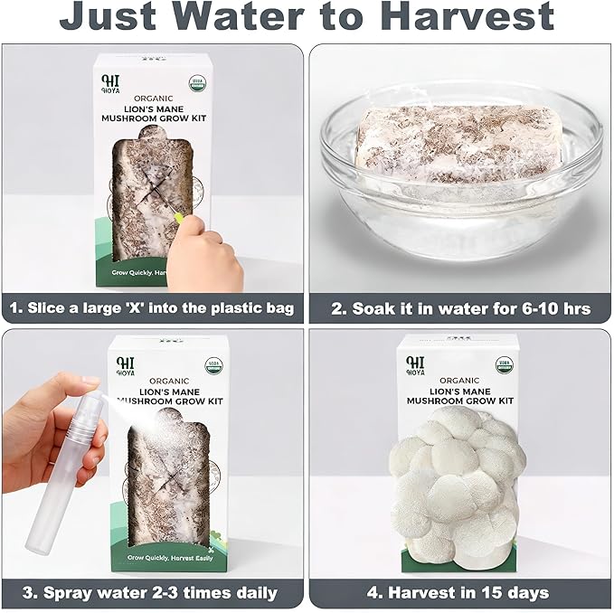 Lions Mane Mushroom Grow Kit - Organic Edible 4 lbs Mushroom Growing Kit, Grow Your Own Lion’s Mane Mushroom at Home, Handmade in USA, Non-GMO, Holiday Gardening Gift