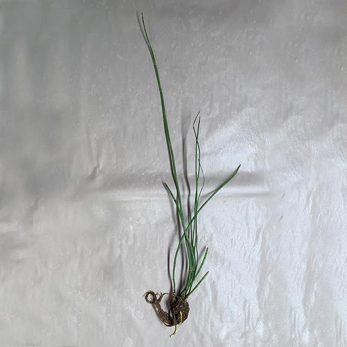 Chalily Horsetail Rush, a Great Live Pond Plant for Your Water Garden. Filters The koi and Goldfish Pond. Good for Bogs, Plant Shelf or Shallow Water This marginal Aquatic is a Real Beauty