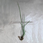 Chalily Horsetail Rush, a Great Live Pond Plant for Your Water Garden. Filters The koi and Goldfish Pond. Good for Bogs, Plant Shelf or Shallow Water This marginal Aquatic is a Real Beauty
