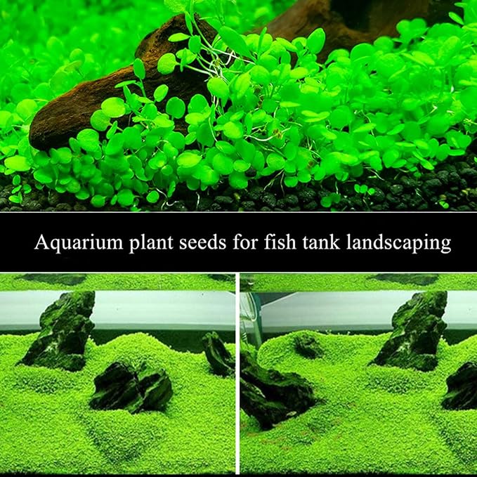 2 Pack Aquarium Plants S.e.e.ds Easy to Grow Fish Tank Plant S.e.e.ds Ideal for Aquarium Foreground Decor Real Carpet Plants