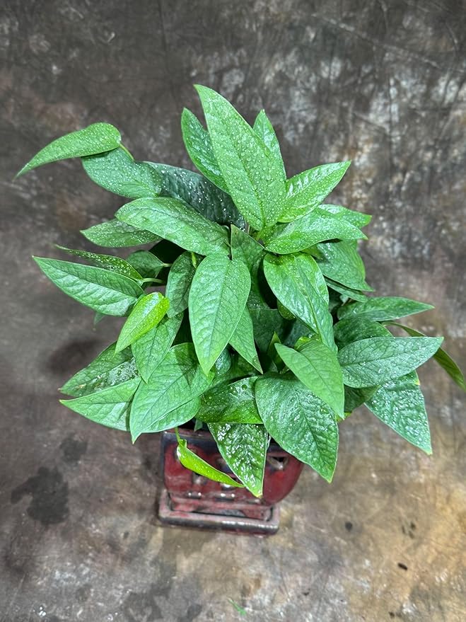 PLANTVERS Cebu Blue Pothos in a 6" Nursery Pot– Epipremnum Pinnatum Live Plant – Easy Indoor Vining Plant – Low Light Tropical Houseplant – Air Purifying & Pet-Friendly Indoor Plant