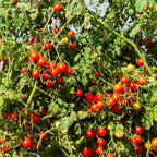 Cherry Tomato Plant, 4 Inches Pot Live Tomato Starter Plant