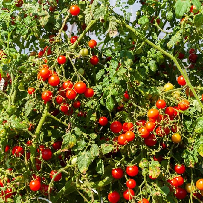 Cherry Tomato Plant, 4 Inches Pot Live Tomato Starter Plant