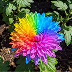 400+ Exotic Rainbow Chrysanthemum Seeds Hardy Garden Flower Seeds - Rare Ground Cover Plant Landscape for Garden Outdoor