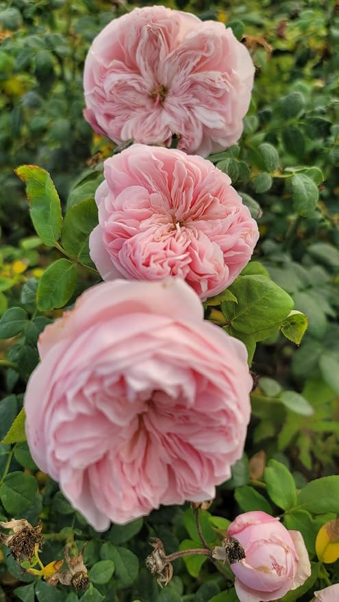 Claire Rose Bush, Rare Plants, Rose Bushes Ready to Plant, 2 Quart Pot, Live Plants Outdoor, Plant Gifts, Roses, Rare Plants, Perennial Plants, Outdoor Plants Live