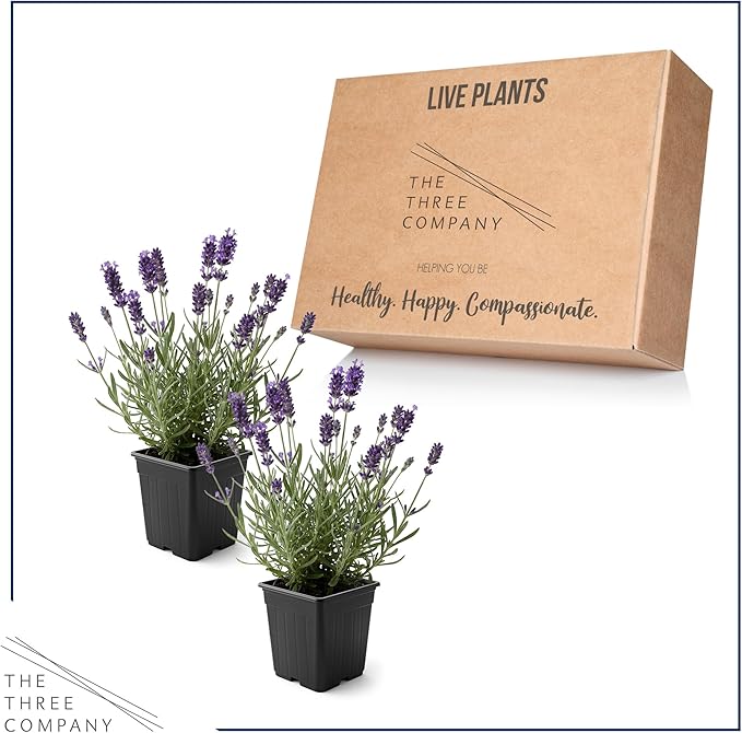 Live Lavender 2-Pack – Purple – Fragrant Sun Perennial Herb, Pollinator Friendly, 10” Tall, 1 Qt Pot