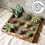 6 Pcs Hanging Air Plant Holder with Ropes Soilless Hanging Plant Holder Modern Plant Stand Display Container Geometric Plant Charms for Tillandsia Succulent Office Home Wall Decor Gifts