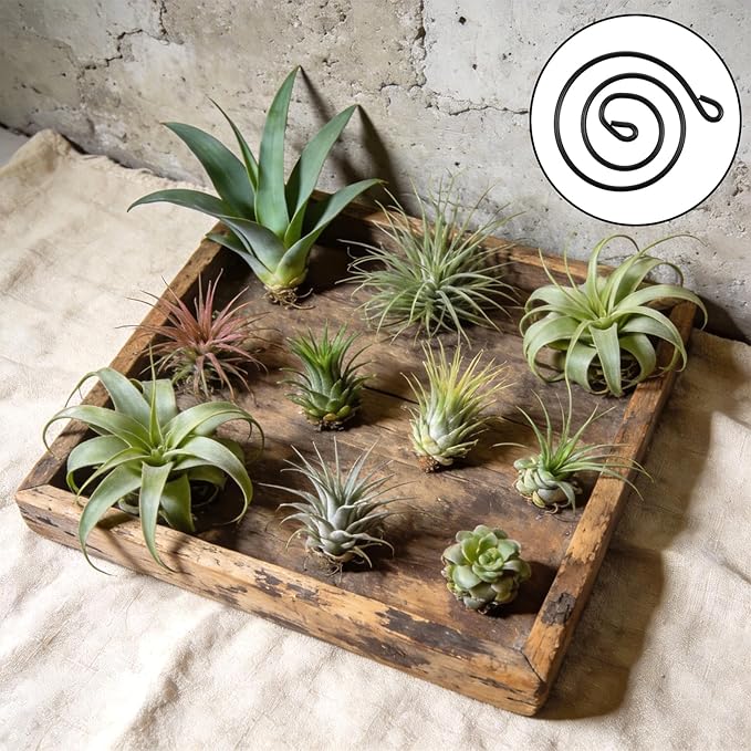 6 Pcs Hanging Air Plant Holder with Ropes Soilless Hanging Plant Holder Modern Plant Stand Display Container Geometric Plant Charms for Tillandsia Succulent Office Home Wall Decor Gifts