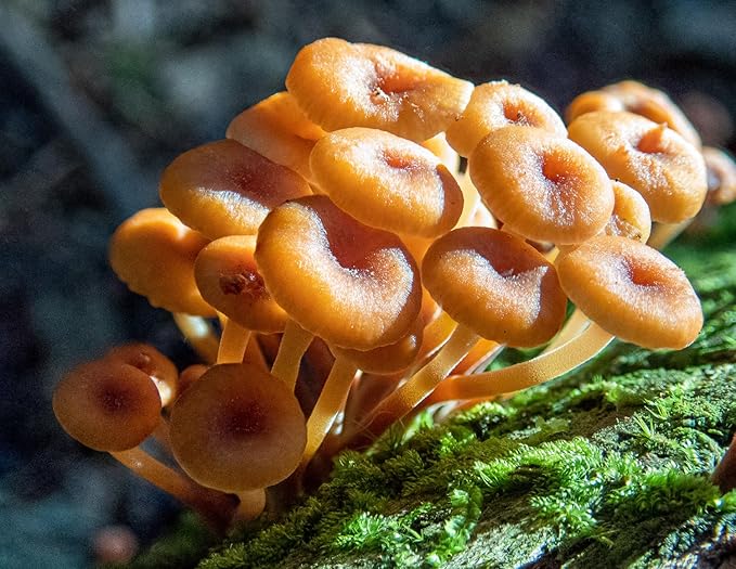 Funnel Chanterelle Yellow FT Mushroom Spores in Sawdust Bag Garden Grow Kit 5gal