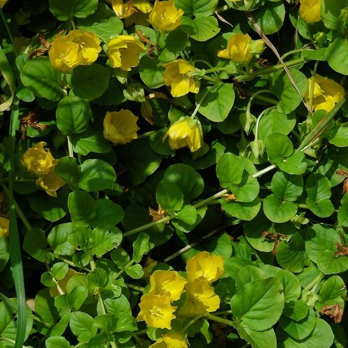 Chalily Creeping Jenny 'Green', a Great Live Pond Plant for Your Water Garden. Filters The koi and Goldfish Pond. Good for Bogs, Plant Shelf or Shallow Water This marginal Aquatic is a Real Beauty