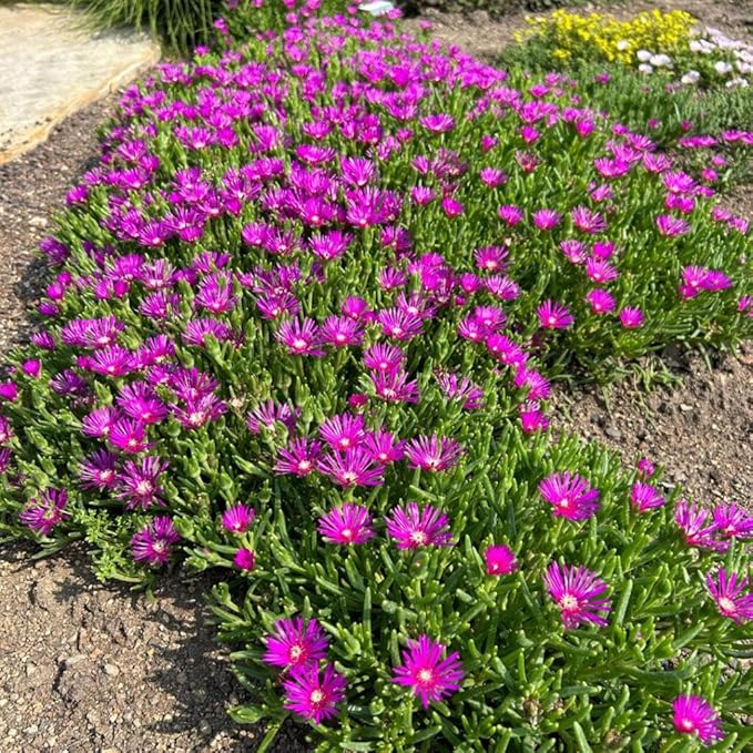 Purple Ice Plant Delosperma cooperi – Succulent Groundcover with Vibrant Purple Flowers, Drought Tolerant, Full Sun, Pet Safe, and Suitable for Containers and Gardens 1 Quart (Pack of 15)