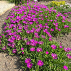 Purple Ice Plant Delosperma cooperi – Succulent Groundcover with Vibrant Purple Flowers, Drought Tolerant, Full Sun, Pet Safe, and Suitable for Containers and Gardens 1 Quart (Pack of 5)