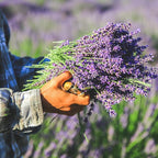 Victoria's Lavender Tumalo Lavender French Lavandin Lavender Plant, Live Edible Plants, Organically Grown, Non-GMO, Aromatic Perennial Herbs