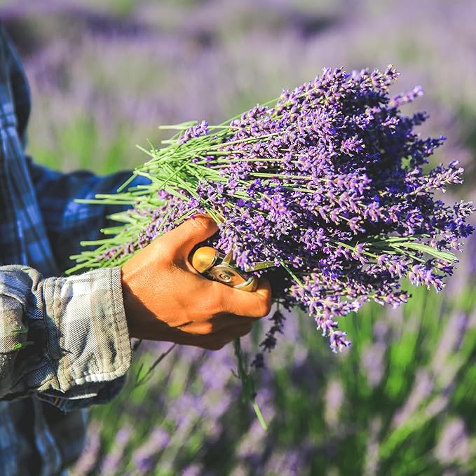 Victoria's Lavender Tumalo Lavender French Lavandin Lavender Plant, Live Edible Plants, Organically Grown, Non-GMO, Aromatic Perennial Herbs