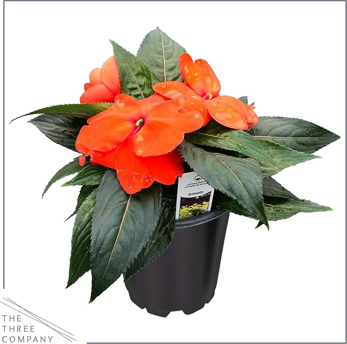Live New Guinea Impatiens Plant - Shades of Orange (3 Plants Per Pack) - Beautiful Flowering Shade Flowers - 12" Tall by 5" Wide in 1 Qt Pot (Pack of 2)