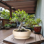 Large Succulent Planters - 13 Inch Ceramic Bonsai Pots Indoor Outdoor, Shallow Planter with Drainage Hole and Tray, Round Planter Bowl, Large Bonsai Pot, Home Decor, Housewarming Gift, Beige