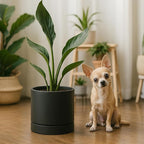 Phoenix Vine 6 Inch Planter Pot with Drainage Hole & Saucer, Deep Water Catch Tray, Straight Cylindrical Round Pot for Plants, Matte Black, Pack of 4, 23-C-S-4