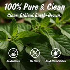 Spice Profile USDA Organic Indian Tulsi/Holy Basil Cut & Sifted, 2 oz, Lab Tested for Heavy Metals, Ocimum sanctum, Albahaca Sagrada