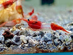 Las Vegas Exotic Fish™ Neocaridina Shrimp Live Freshwater Shrimp Aquarium Inverts (Live Guarantee or Replacemnt is Free) (Mix, 20) Free Plant