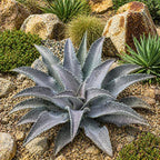 Mangave 'Purple People Eater' (1.5" Plug) - Live Succulent Plant, Agave Like Rosette, Colorful Desert Plants for Home Garden Decor, Beginner-Friendly Live Plants