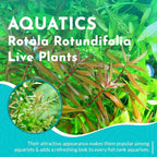 Rotala Rotundifolia RED Live Aquarium Plant - Fast Growing - Small Round Leaves - Mid-Ground Positioning - All Natural & Organic Aquatic Plant - Long Lasting & Easy to Care
