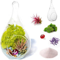 Creations by Nathalie - DIY Terrarium Kit with Live Air Plant (Local & Fresh from Florida), Glass Tear Drop, Reindeer Moss, Figurine, Healing Crystal Chips and Sand - Handmade in USA