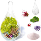 Creations by Nathalie - DIY Terrarium Kit with Live Air Plant (Local & Fresh from Florida), Glass Tear Drop, Reindeer Moss, Figurine, Healing Crystal Chips and Sand - Handmade in USA