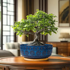 Eightpot Bonsai Pots 8 Inch - Ceramic Succulent Pots for Indoor Plants, Shallow Round Planters with Drainage Hole and Saucer, Boho Bonsai Bowl, Home Decor, Blue