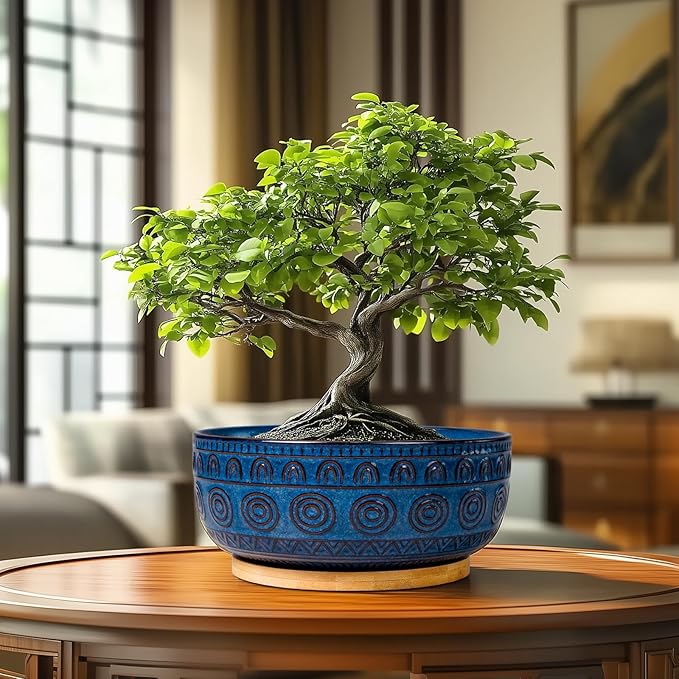 Eightpot Bonsai Pots 8 Inch - Ceramic Succulent Pots for Indoor Plants, Shallow Round Planters with Drainage Hole and Saucer, Boho Bonsai Bowl, Home Decor, Blue
