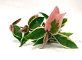 Tricolor Hoya Krimson Queen, Hoya Carnosa Variegata, Live Tricolor Hoya Plant (2' Pot)