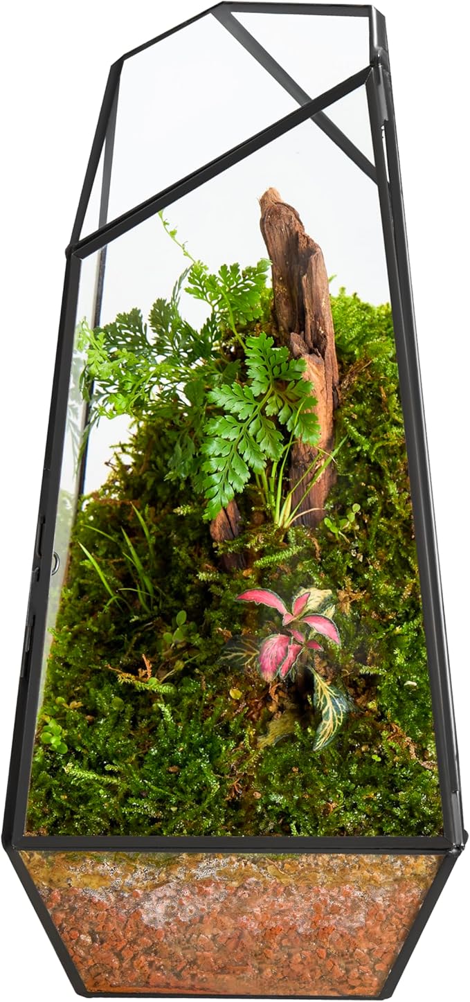 FISCRAT Tabletop Glass Terrarium -5"x5"x10.8" Black Metal Frame Indoor Plant Display Container with Openable Door, Low--Maintenance Succulent Ecosystem, Space Saving Art Decor (Plants Not Included)